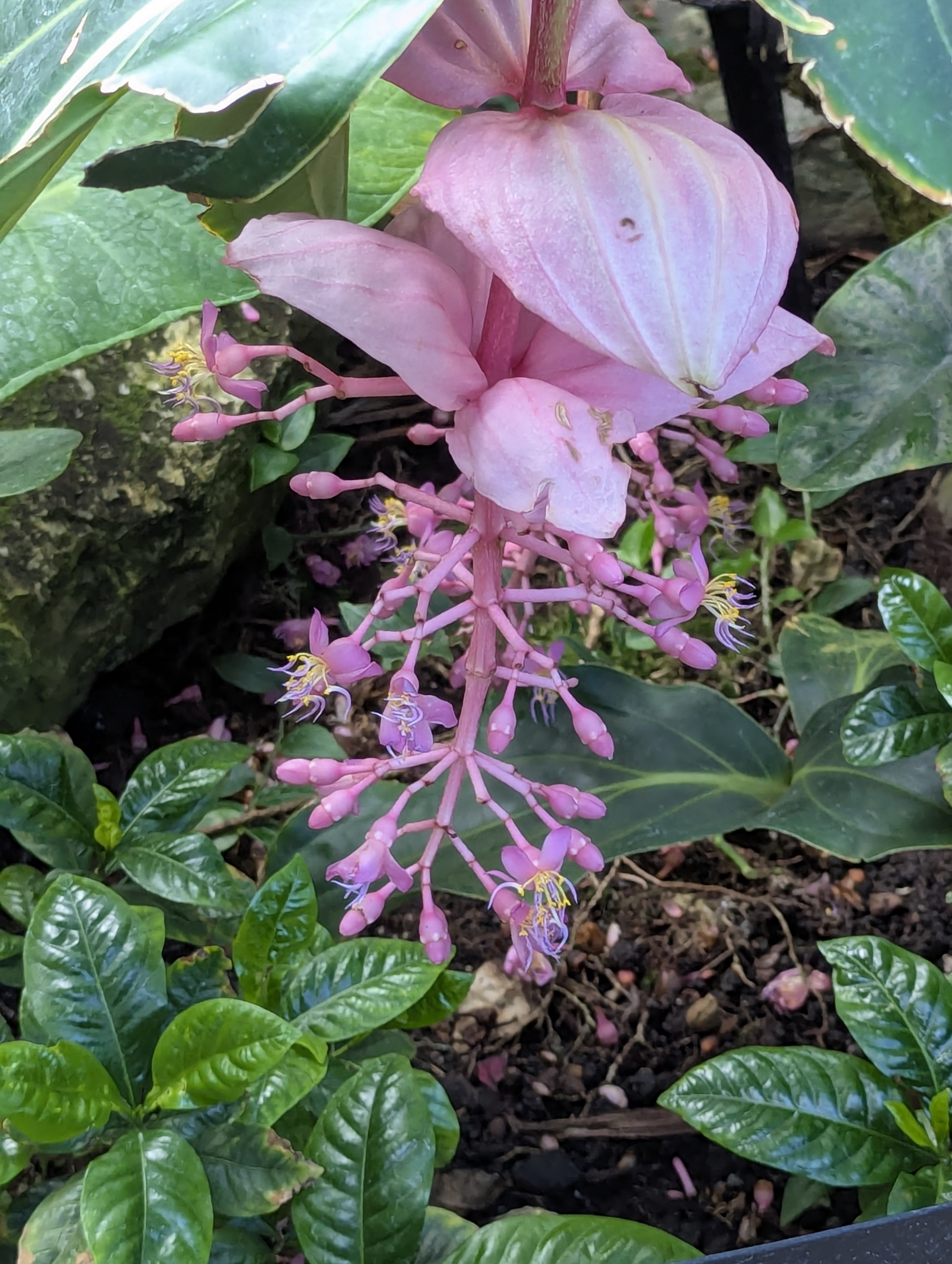 Birthday Trip to Canada, Edmonton, Pyramids, Muttart Observatory